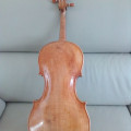 Barthe viola, ,