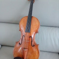 Barthe viola, , ,