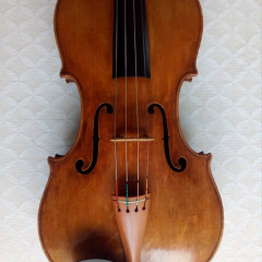 Barthe viola,